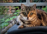 Die Fensterkatze mit dem intensiven Blick