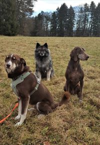 Sammy Finn und Leo auf Wiese Deixlfurt